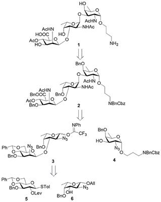 Conjugation of Synthetic Trisaccharide of Staphylococcus aureus Type 8 Capsular Polysaccharide Elicits Antibodies Recognizing Intact Bacterium